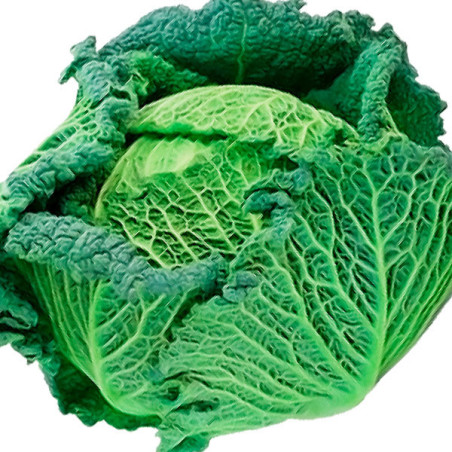  Col Crespa Savoy Vertus 500gr, Semillas de Col Crespa Variedad, SAIS 131.355932 Col Crespa Savoy Vertus 500gr, Semillas de Col 