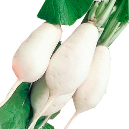  Nabo Martillo 500gr, Semillas de Nabo Martillo Variedad, SAIS 38.983051 Nabo Martillo 500gr, Semillas de Nabo Martillo Variedad