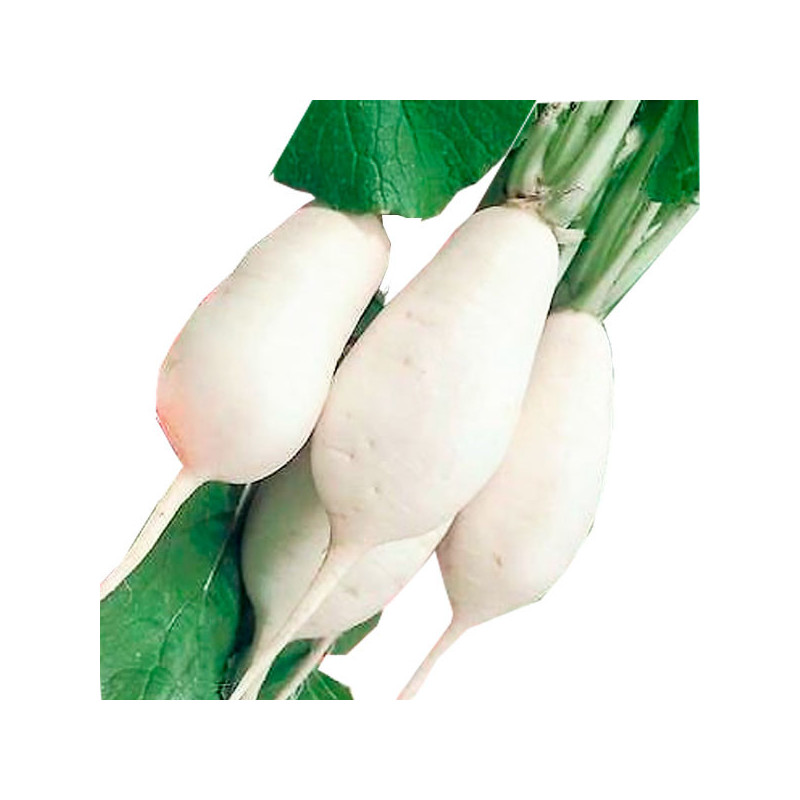  Nabo Martillo 500gr, Semillas de Nabo Martillo Variedad, SAIS 38.983051 Nabo Martillo 500gr, Semillas de Nabo Martillo Variedad