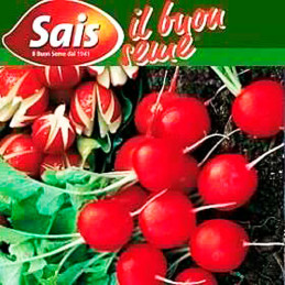 Rabanito Gigante Siculo 500gr, Semillas de Rabanito Variedad, SAIS 57.627119 Rabanito Gigante Siculo 500gr, Semillas de Rabanit