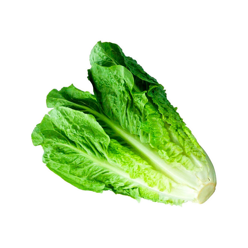  Lechuga Parris Island Cos 500gr, Semillas de Lechuga Romana Variedad, Bonanza 100 Lechuga Parris Island Cos 500gr, Semillas de 