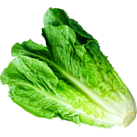  Lechuga Parris Island Cos 500gr, Semillas de Lechuga Romana Variedad, Bonanza 100 Lechuga Parris Island Cos 500gr, Semillas de 