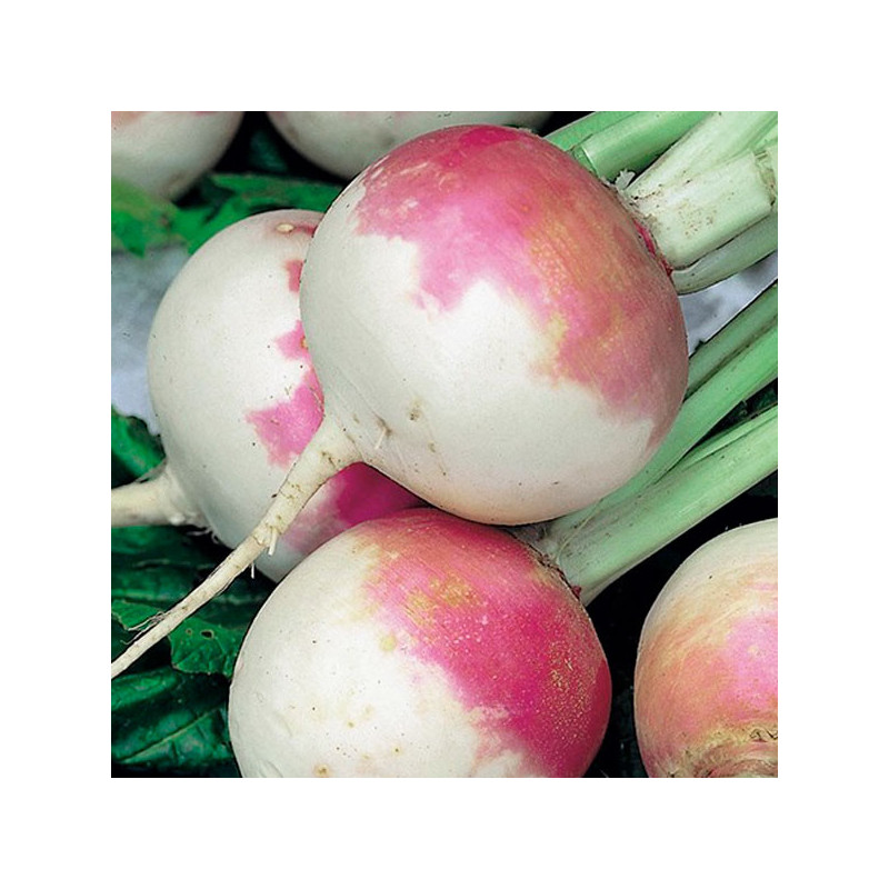  Nabo Purple Top White Globe 500gr, Semillas de Nabo Morado Variedad, Bonanza 46.610169 Nabo Purple Top White Globe 500gr, Semil