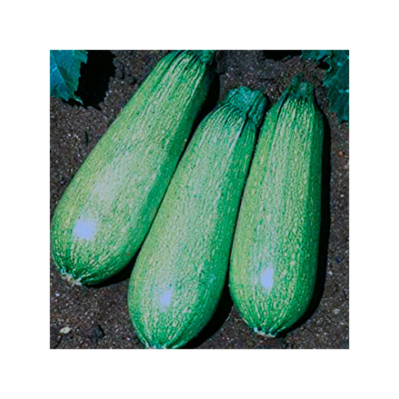  Zapallito Zucchini Grey 500gr, Semillas de Zapallito Italiano Variedad, Bonanza 61.864407 Zapallito Zucchini Grey 500gr, Semill
