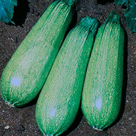  Zapallito Zucchini Grey 500gr, Semillas de Zapallito Italiano Variedad, Bonanza 61.864407 Zapallito Zucchini Grey 500gr, Semill