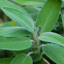 Semilla Salvia 100gr, Semilla Salvia officinalis Aromatica, Royal Seeds 111.864407 Semilla Salvia 100gr, Semilla Salvia officin