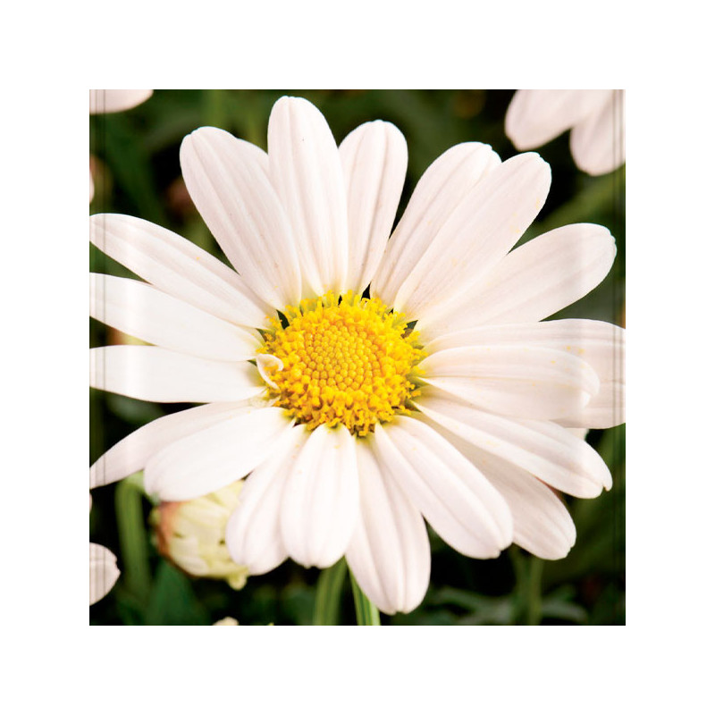  Semilla Margarita Gigante Blanco 50gr, Flores Corte, Royal Seeds 77.118644 Semilla Margarita Gigante Blanco 50gr, Flores Corte,