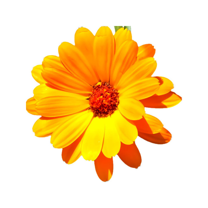  Semilla Calendula 50gr, Semilla Calendula officinalis Flores Corte, Royal Seeds 68 Semilla Calendula 50gr, Semilla Calendula of