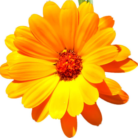  Semilla Calendula 50gr, Semilla Calendula officinalis Flores Corte, Royal Seeds 68 Semilla Calendula 50gr, Semilla Calendula of