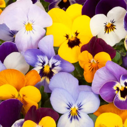  Semilla Pensamiento 50gr, Semilla Viola tricolor Flores Maceta, SAIS 231.355932 Semilla Pensamiento 50gr, Semilla Viola tricolo
