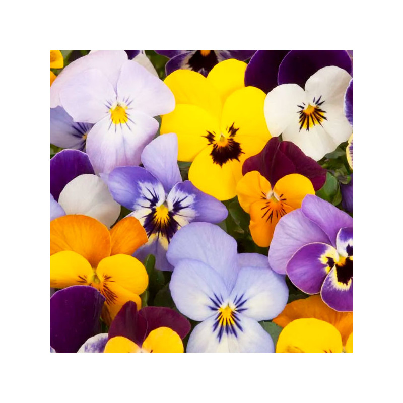  Semilla Pensamiento 50gr, Semilla Viola tricolor Flores Maceta, SAIS 231.355932 Semilla Pensamiento 50gr, Semilla Viola tricolo