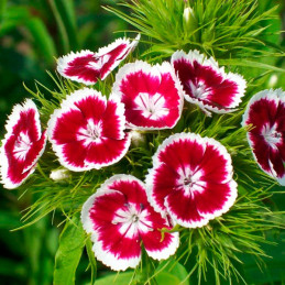  Semilla Clavel del Poeta 50gr, Semilla Dianthus barbatus Flores Corte, SAIS 65.254237 Semilla Clavel del Poeta 50gr, Semilla Di