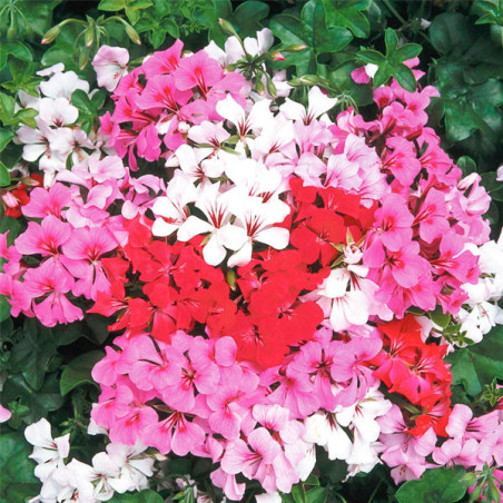 Geranio Tornado Mix Hiedra 1000Semillas, Semillas de Geranio Tornado, Flor Maceta, Syngenta FLOWER SEEDS-Geranio Tornado Mix Hie
