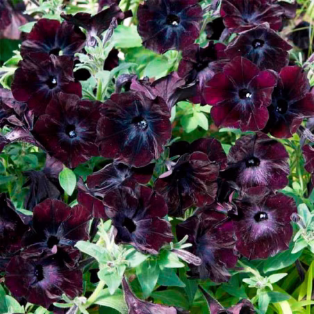Petunia 100Semillas, Semillas Petunia multiflora Debonair Black Cherry PLT, Flor Maceta, Ball Seed FLOWER SEEDS-Petunia 100Semil