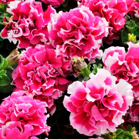  Petunia 1000Semillas, Semillas Petunia Double Pirouette Rose PLT, Flor Maceta, Panamerican 99.152542 Petunia 1000Semillas, Semi