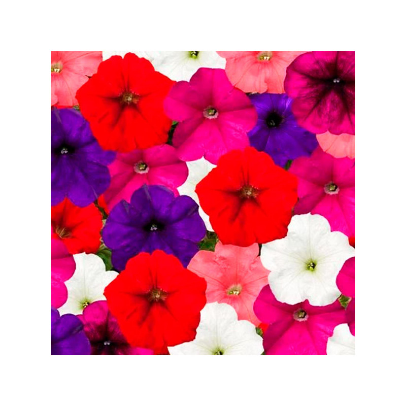  Petunia 100Semillas, Semillas Petunia multiflora FotoFinish Mix PLT, Flor Maceta Colgante, Syngenta 59.322034 Petunia 100Semill