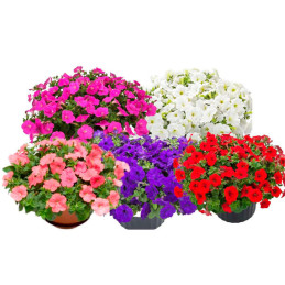  Petunia 100Semillas, Semillas Petunia multiflora FotoFinish Mix PLT, Flor Maceta Colgante, Syngenta 59.322034 Petunia 100Semill