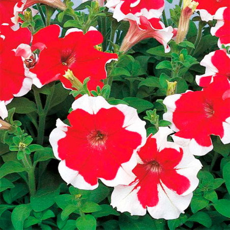  Petunia 1000Semillas, Semillas Petunia Hulahhop Red PLT, Flor Maceta, Sakata Ball Seed 68.644068 Petunia 1000Semillas, Semillas
