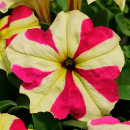  Petunia 100Semillas, Semillas Petunia grandiflora x hybrida Sophistica Lime Bicolor PLT, Flor Maceta, Panamerican Ball Seed 59.