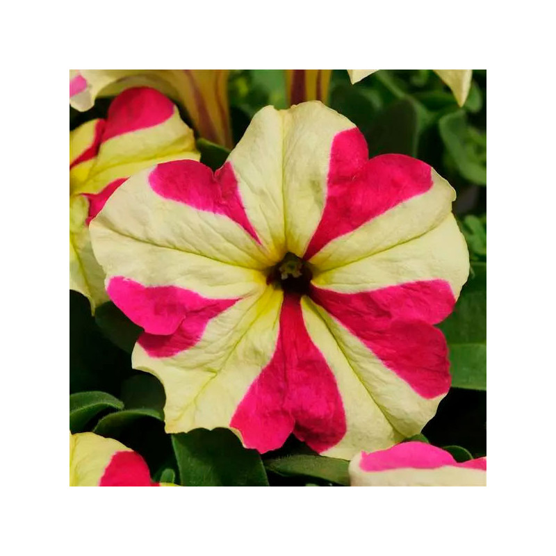  Petunia 100Semillas, Semillas Petunia grandiflora x hybrida Sophistica Lime Bicolor PLT, Flor Maceta, Panamerican Ball Seed 59.