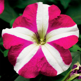  Petunia 1000Semillas, Semillas Petunia multiflora Hurrah Rose Star, Flor Maceta, Syngenta 68.644068 Petunia 1000Semillas, Semil