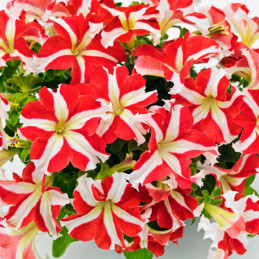  Petunia 1000Semillas, Semillas Petunia grandiflora Success 360 Red Star, Flor Maceta, Benary 68.644068 Petunia 1000Semillas, Se