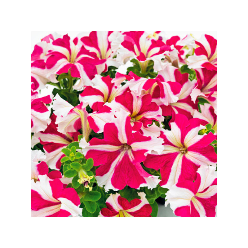  Petunia 1000Semillas, Semillas Petunia grandiflora Success 360 Rose Star PLT, Flor Maceta, Benary 68.644068 Petunia 1000Semilla