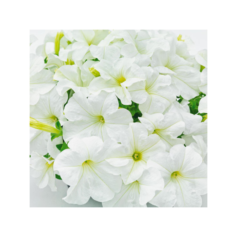  Petunia 1000Semillas, Semillas Petunia grandiflora Success 360 White PLT, Flor Maceta, Benary 68.644068 Petunia 1000Semillas, S