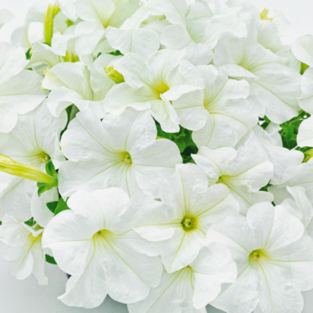  Petunia 1000Semillas, Semillas Petunia grandiflora Success 360 White PLT, Flor Maceta, Benary 68.644068 Petunia 1000Semillas, S