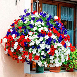  Petunia 250Semillas, Semillas Petunia grandiflora Success TR Liberty Mix PLT, Flor Maceta Colgante, Benary 129.661017 Petunia 2