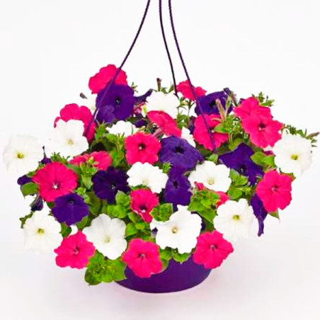  Petunia 250Semillas, Semillas Petunia grandiflora Success TR Twilight Mix PLT, Flor Maceta Colgante, Benary 129.661017 Petunia 