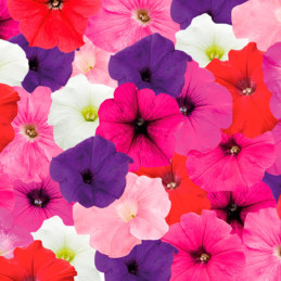  Petunia 250Semillas, Semillas Petunia grandiflora Success TR Maxi Mix PLT, Flor Maceta Colgante, Benary 129.661017 Petunia 250S