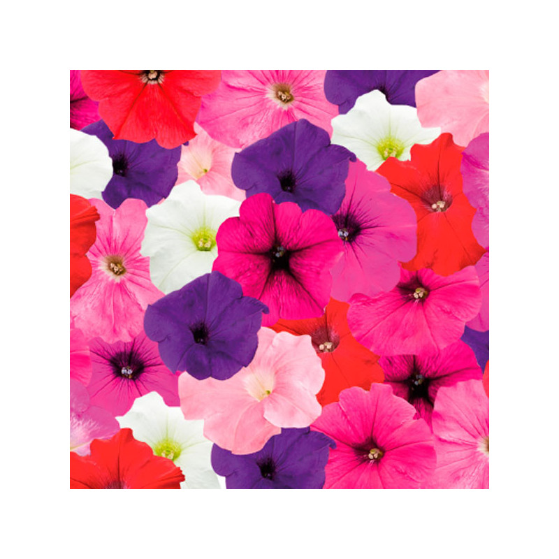  Petunia 250Semillas, Semillas Petunia grandiflora Success TR Maxi Mix PLT, Flor Maceta Colgante, Benary 129.661017 Petunia 250S