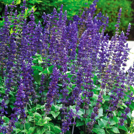  Salvia 100Semilas, Semillas Salvia longispicata x farinacea Big Blue, Flor Maceta, Panamerican 80.508475 Salvia 100Semilas, Sem