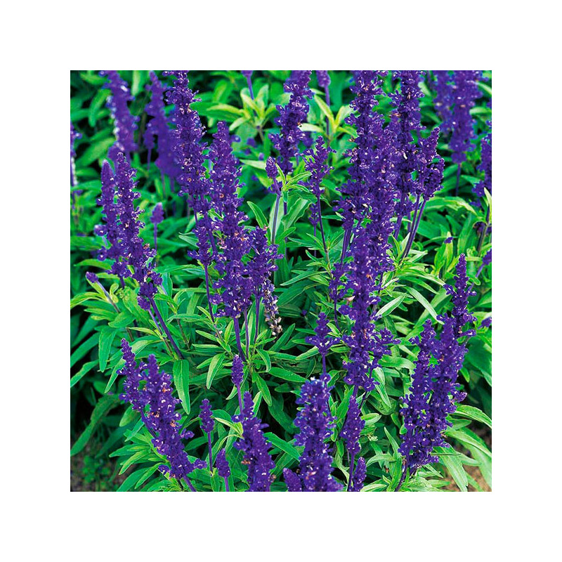  Salvia 1000Semillas, Semillas Salvia Farinacea Victoria Blue, Flor Maceta, Benary 68.644068 Salvia 1000Semillas, Semillas Salvi