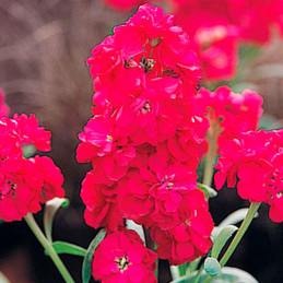  Alheli 1000Semillas, Matthiola incana Semillas Alheli Harmony Rose Deep, Flor Maceta, Takii Ball Seed 74.576271 Alheli 1000Semi