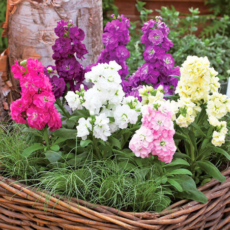  Alheli 1000Semillas, Matthiola incana Semillas Alheli Harmony Mix, Flor Maceta, Takii Ball Seed 74.576271 Alheli 1000Semillas, 