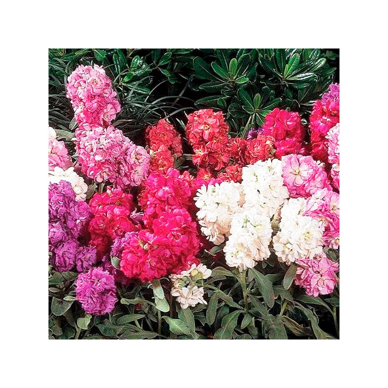  Alheli 1000Semillas, Matthiola incana Semillas Alheli Vintage Mix , Flor Maceta, Panamerican Ball Seed 68.644068 Alheli 1000Sem