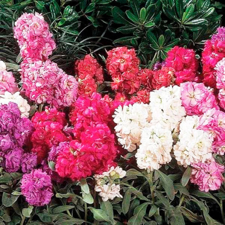  Alheli 1000Semillas, Matthiola incana Semillas Alheli Vintage Mix , Flor Maceta, Panamerican Ball Seed 68.644068 Alheli 1000Sem