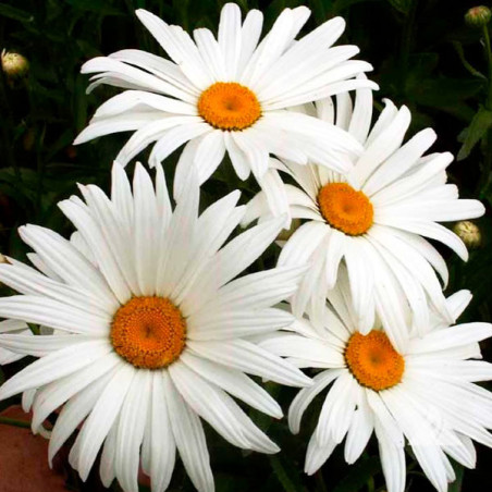  Margarita 5000Semillas, Chrysanthemum Semillas Margarita Alaska Blanco, Flor Maceta, Ball Seed 105 Margarita 5000Semillas, Chry