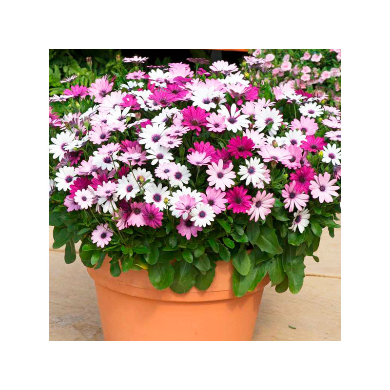  Margarita 100Semillas, Chrysanthemum Semillas Margarita Akila Mix, Flor Maceta, Panamerican Ball Seed 135 Margarita 100Semillas