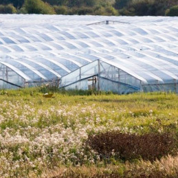  Plastico Agrofilm 6x64M 200micras Duratermic Blanco Invernadero UV, Solplast 1922.881356 Plastico Agrofilm 6x64M 200micras Dura