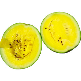  Sandia Champagne 1000Semillas, Semillas de Sandia Hibrido F1, Takii 255.084746 Sandia Champagne 1000Semillas, Semillas de Sandi