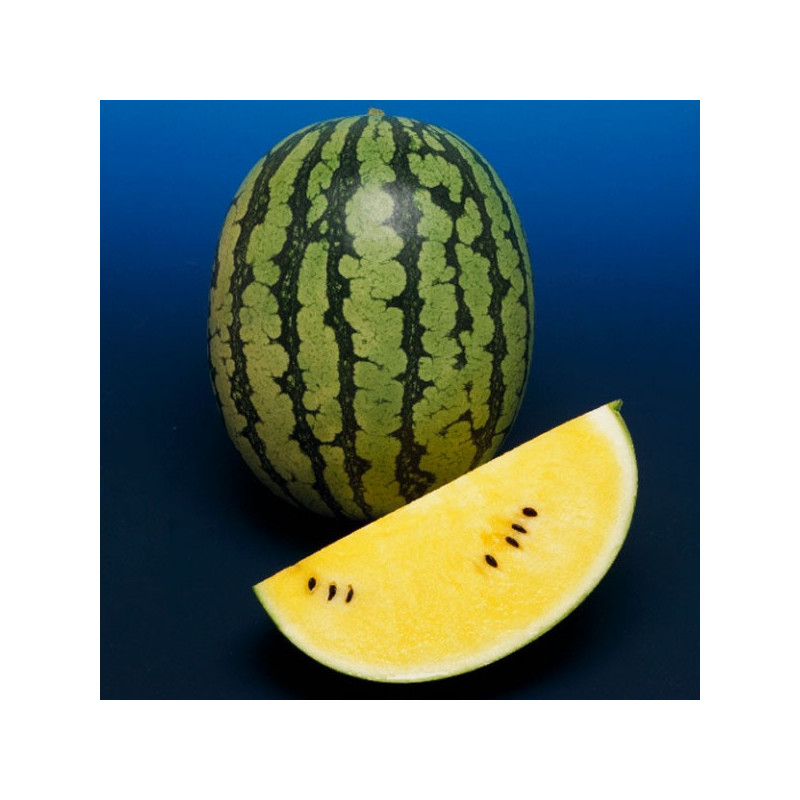  Sandia Champagne 1000Semillas, Semillas de Sandia Hibrido F1, Takii 255.084746 Sandia Champagne 1000Semillas, Semillas de Sandi