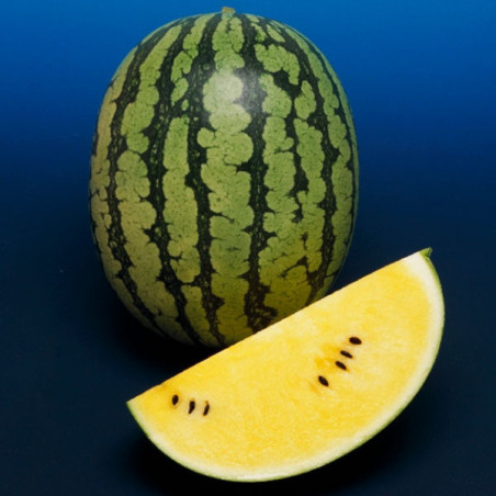  Sandia Champagne 1000Semillas, Semillas de Sandia Hibrido F1, Takii 255.084746 Sandia Champagne 1000Semillas, Semillas de Sandi