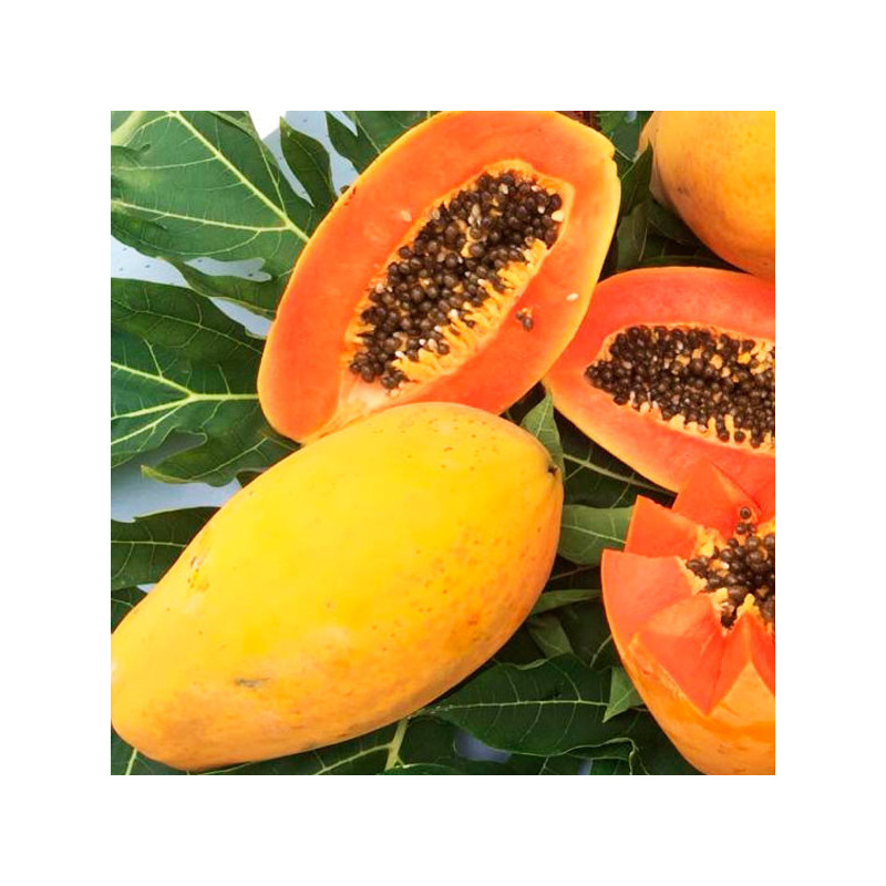  Papaya Maradona 1000Semillas, Semillas de Papaya Hibrido F1, East West Seed 733.898305 Papaya Maradona 1000Semillas, Semillas d