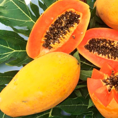  Papaya Maradona 1000Semillas, Semillas de Papaya Hibrido F1, East West Seed 733.898305 Papaya Maradona 1000Semillas, Semillas d