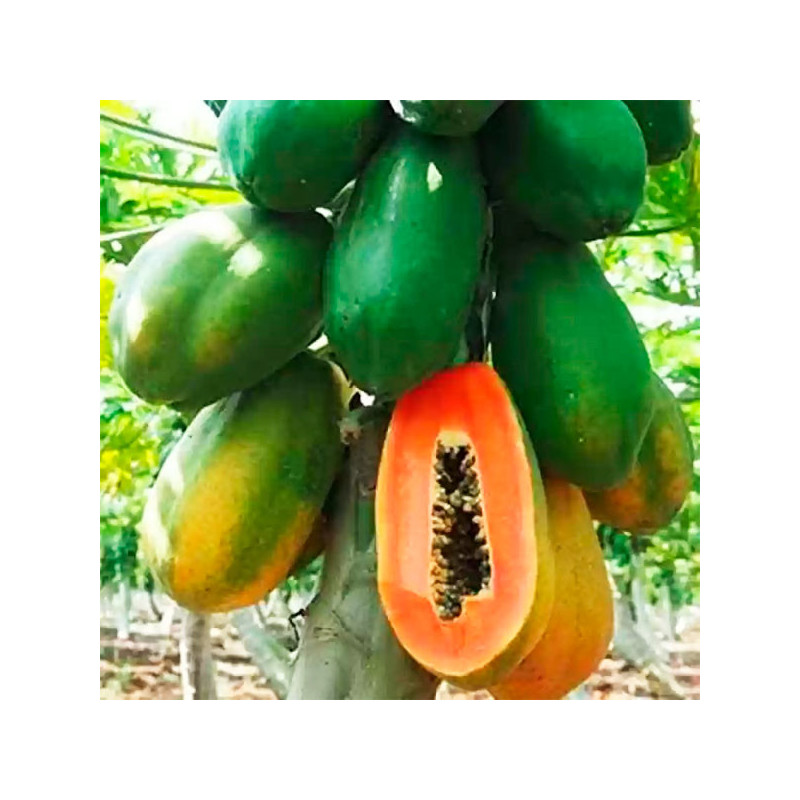  Papaya Sinta 1000Semillas, Semillas de Papaya Hibrido F1, East West Seed 910 Papaya Sinta 1000Semillas, Semillas de Papaya Hibr