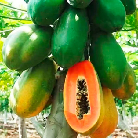  Papaya Sinta 1000Semillas, Semillas de Papaya Hibrido F1, East West Seed 910 Papaya Sinta 1000Semillas, Semillas de Papaya Hibr