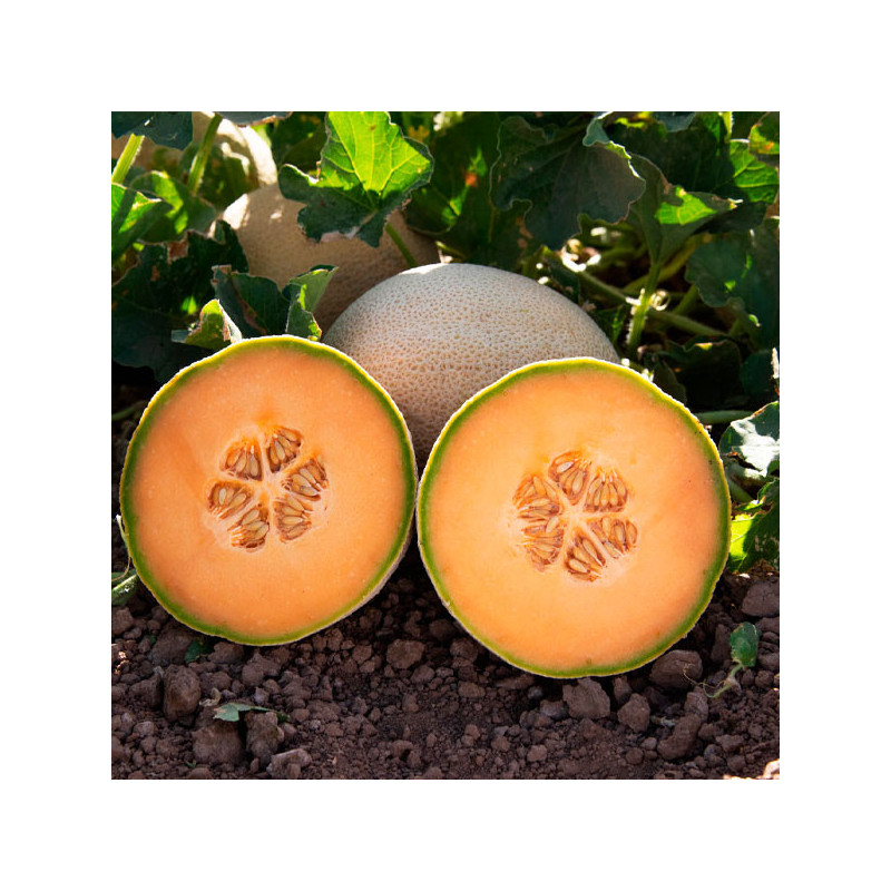  Melon Expedition 5000Semillas, Semillas de Melon Hibrido F1, Harris Moran 627.118644 Melon Expedition 5000Semillas, Semillas de